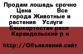 Продам лошадь срочно › Цена ­ 30 000 - Все города Животные и растения » Услуги   . Башкортостан респ.,Караидельский р-н